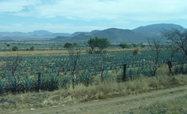 Jalisco's Tequila Trail