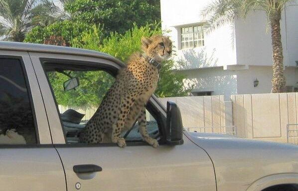 Serafin Zambada's pet cheetah. BPEeWKZCQAE8a7k