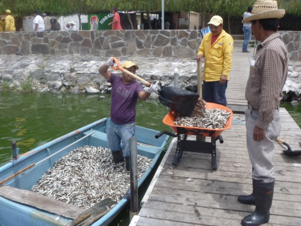 Over 82 tonnes of dead fish have been hauled from Lake Cajititlán this week.