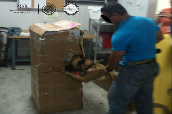 Sniffer dogs led federal agents to the illicit shipments.