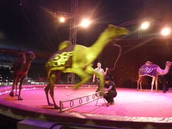 "We don't know what we'll do with the animals. We can't just abandon them but no one wants to buy them," said Union Circus owner Walter Fuentes.