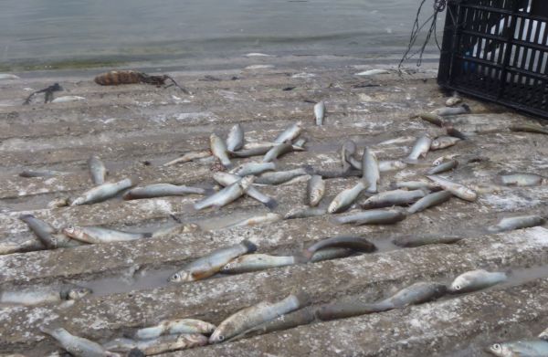 Environmentalists say the proposed bill would offer little protection against pollution of Mexico's water supply.