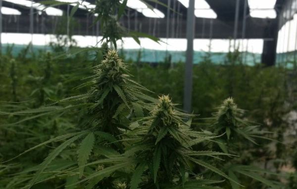 FOTO BOLETÍN 409 (3)crop