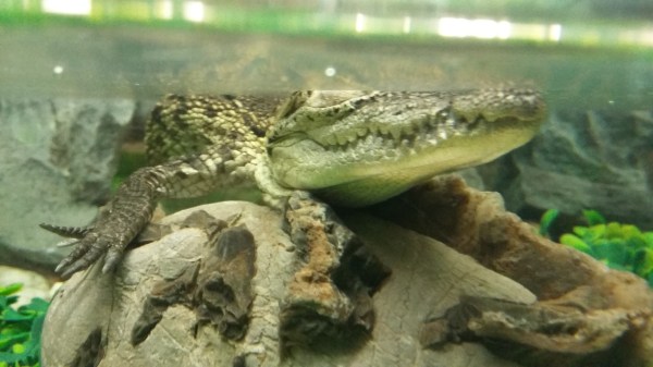 A baby Morelet's crocodile costs $200 in a Guadalajara pet shop.