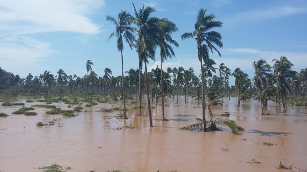 Hurricane Patricia caused flooding and brought down trees but did little serious damage.