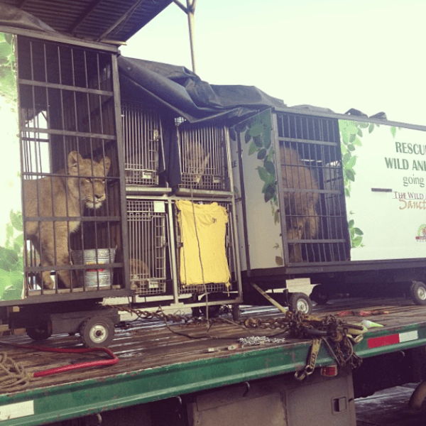María García Domínguez has spent 12 years relocating mistreated animals. Photo by Libero Santuario Silverstre