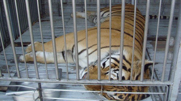 Four tigers have escaped in three different incidents across in the last two months. Photo by Libero Santuario Silvestre